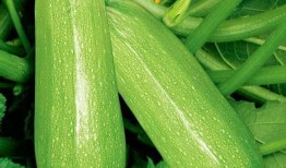 康县网红吃瓜视频,揭秘当地美食与风土人情